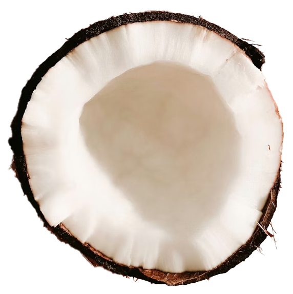 Coconut Blanc